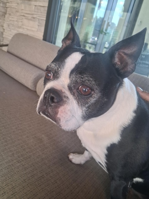 Found Dog in Alkire And Zang