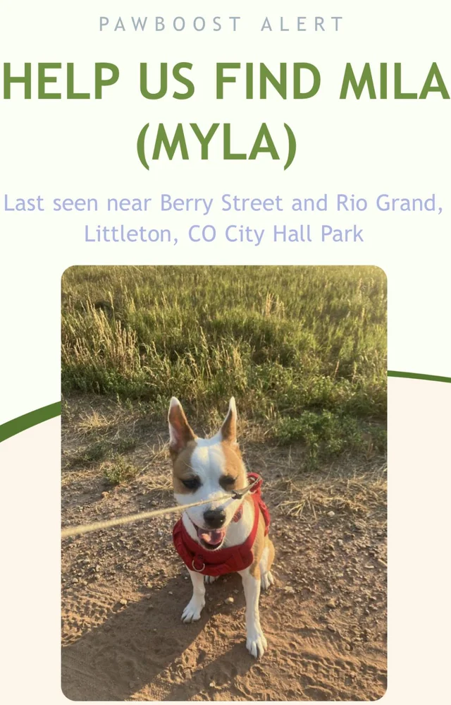 Lost Dog in Littleton