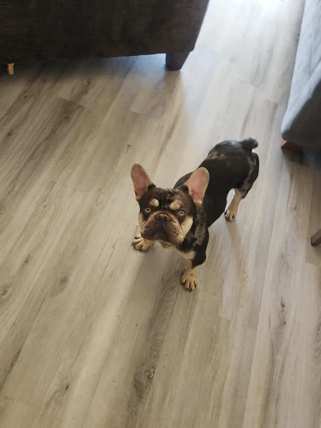 Lost Dog in Sparks