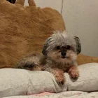 Lost dog