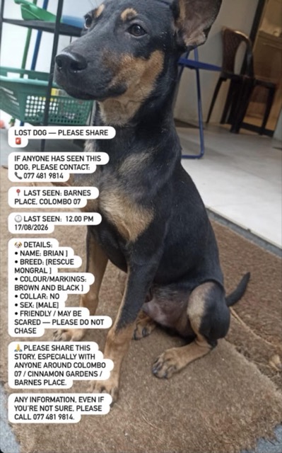 Lost Dog in Colombo