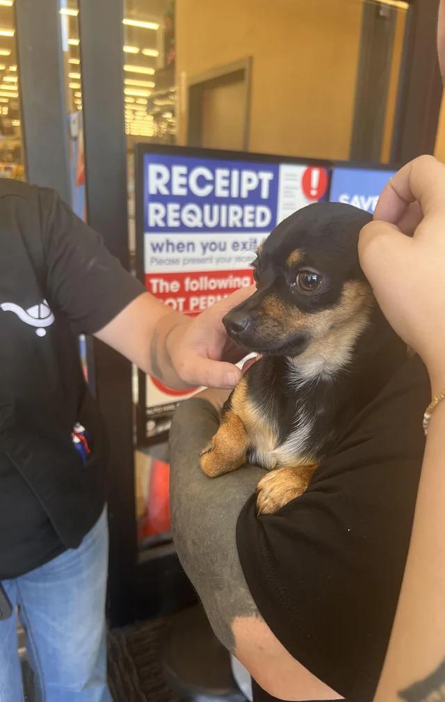Found Dog in King Soopers