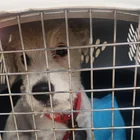 Found dog