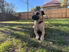 Lost Dog in Austin