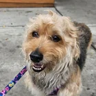 Found Dog in South Bronx