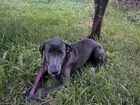 Found Dog in Knoxville