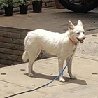 Found dog