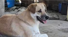 Lost Dog in Iloilo City