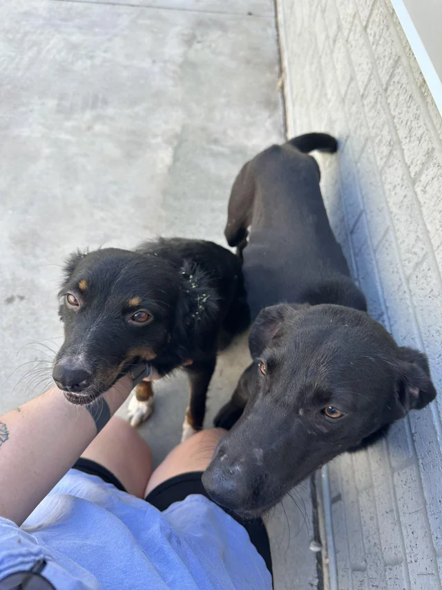 Found dog