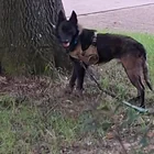 Found Dog in Memphis