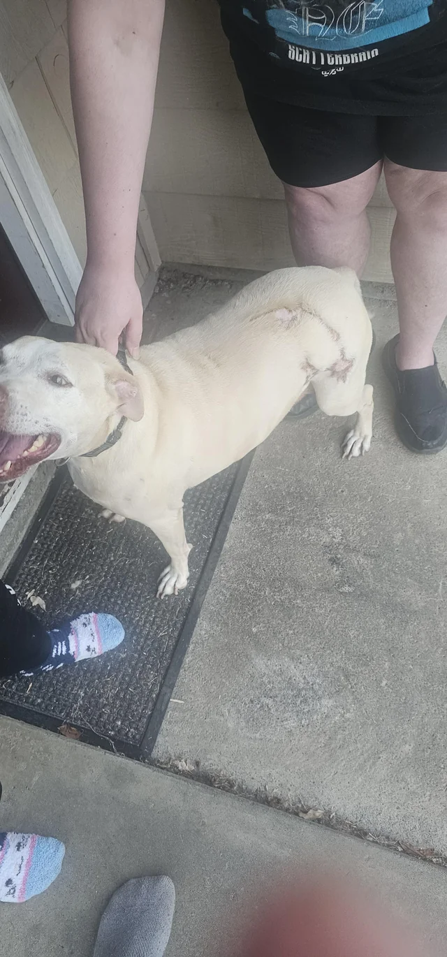 Found dog