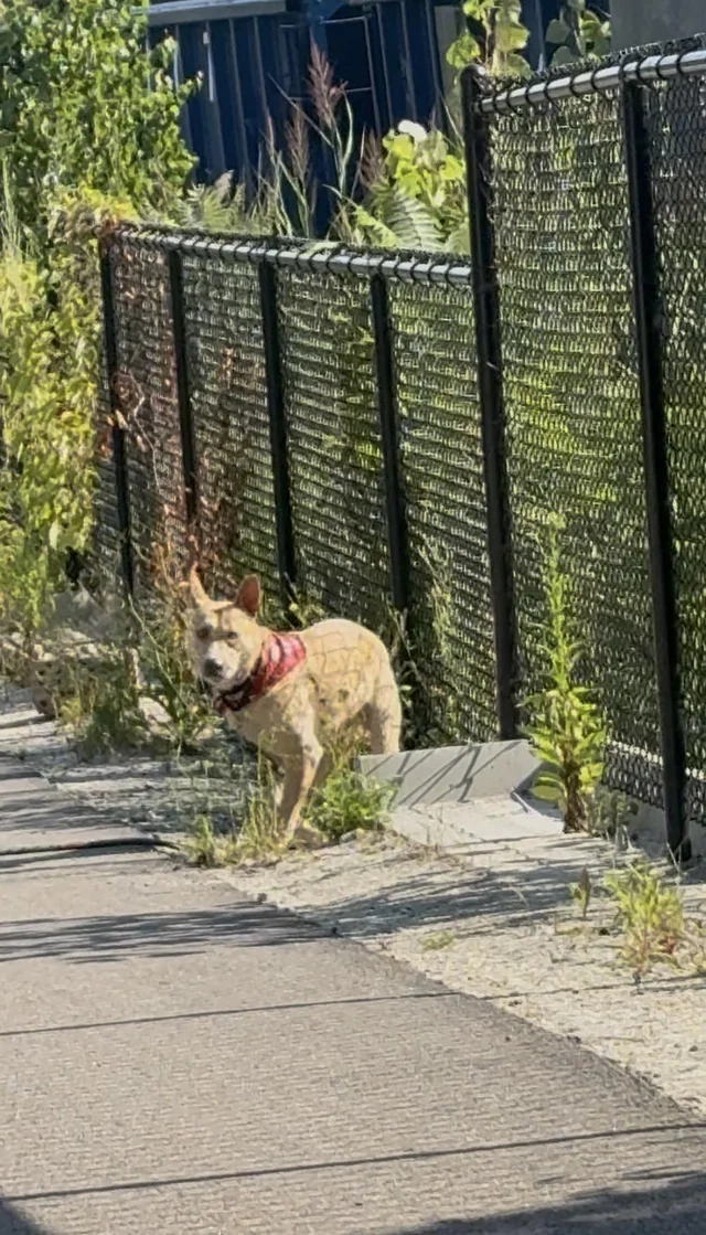 Found Dog in Boston