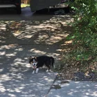 Lost Dog in Austin