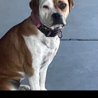 Lost dog