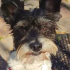 Lost dog