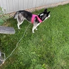 Found Dog in Wilmot