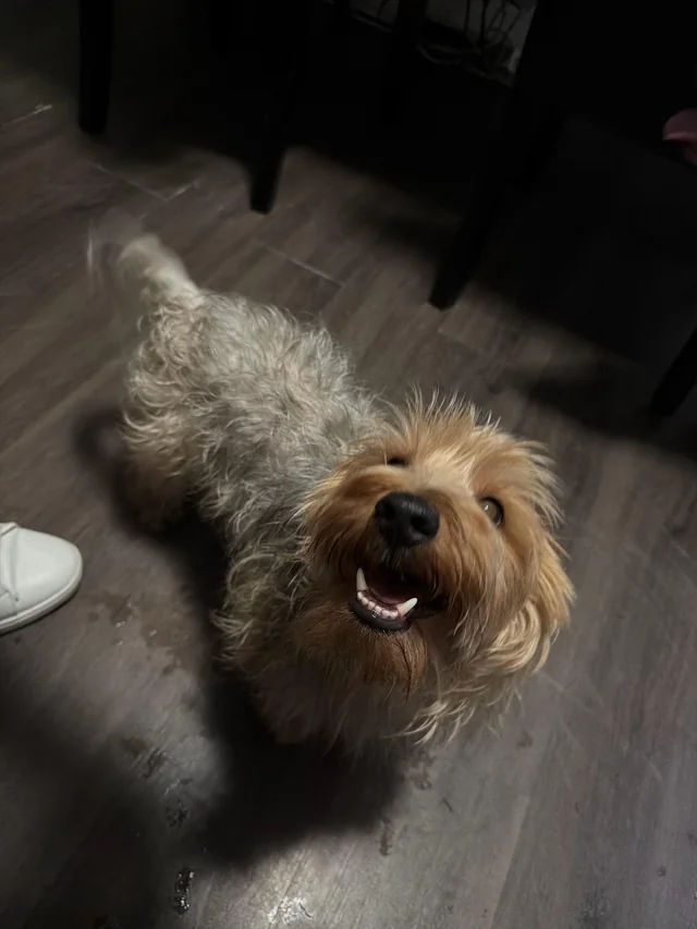 Found Dog in Astoria