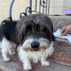 Found Dog in Sargent Park