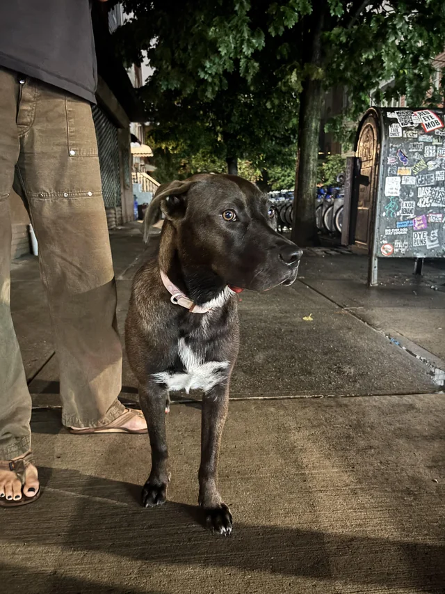 Found Dog in Greenpoint