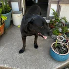 Lost Dog in New Orleans