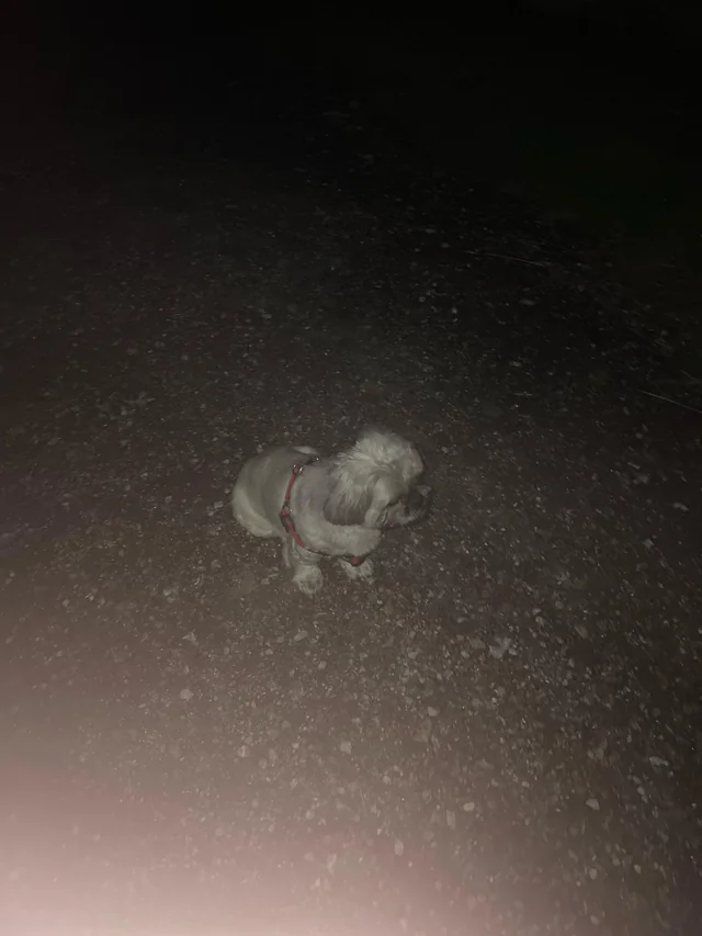 Found dog
