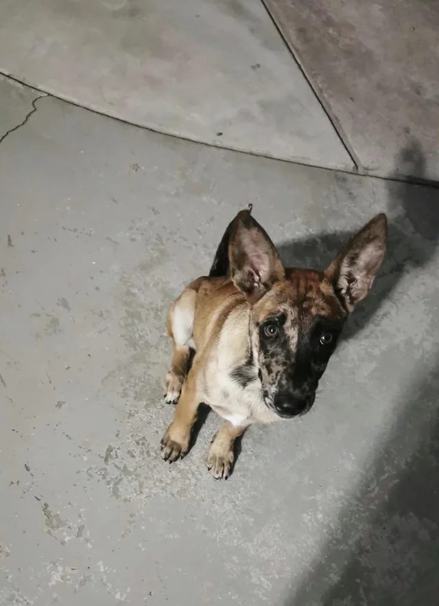 Found Dog in Inland Empire