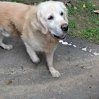 Found dog
