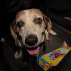 Found dog