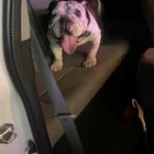 Found dog