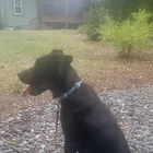 Found Dog in Athens