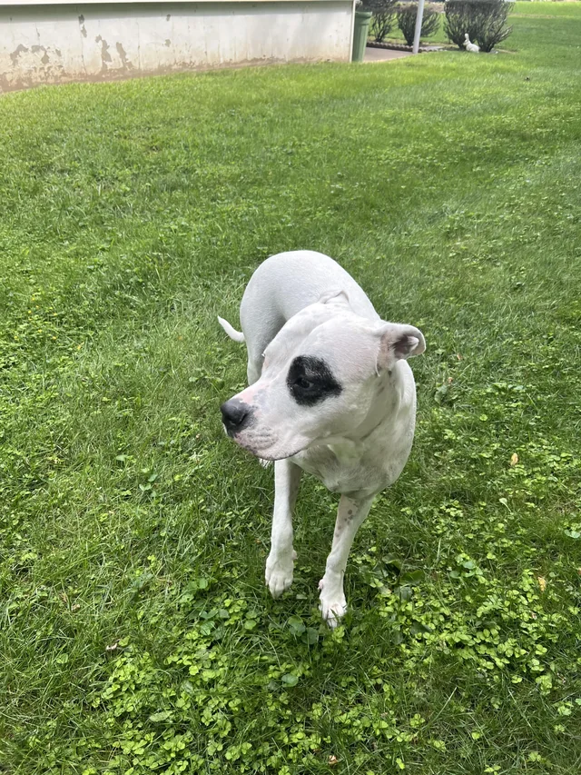 Lost Dog in Paramus And Morristown