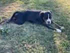 Found Dog in Syracuse