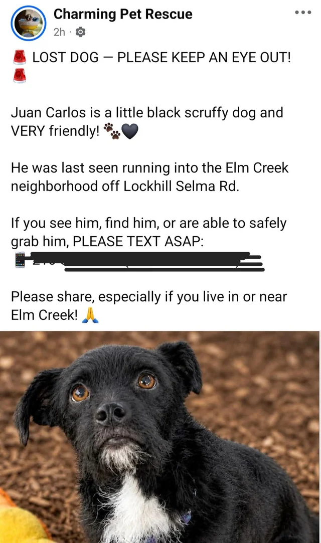 Lost Dog in San Antonio