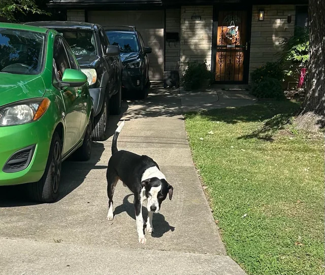Found Dog in Louisville