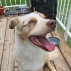 Found Dog in Salt Lake City