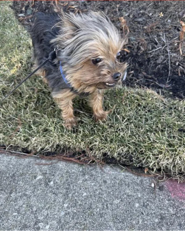 Lost Dog in DuPage County