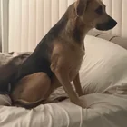 Lost Dog in San Antonio