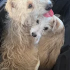 Found Dog in Orange County