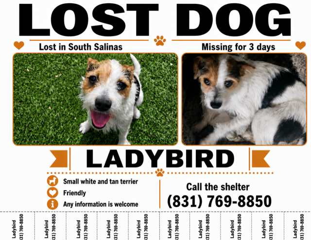 Lost dog