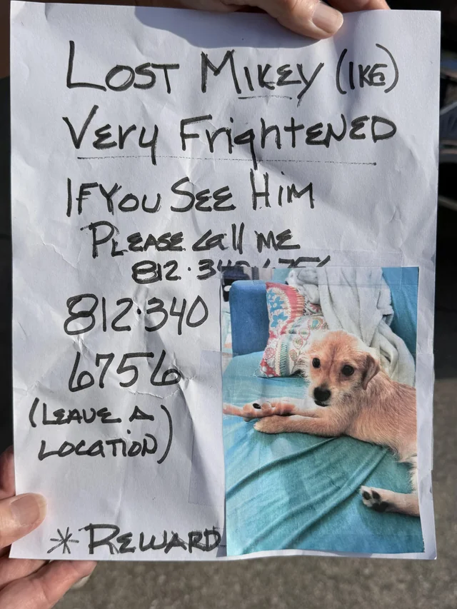 Lost Dog in Bloomington