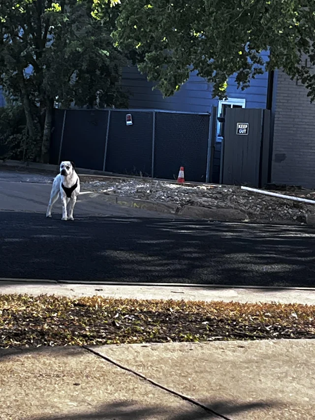 Found dog