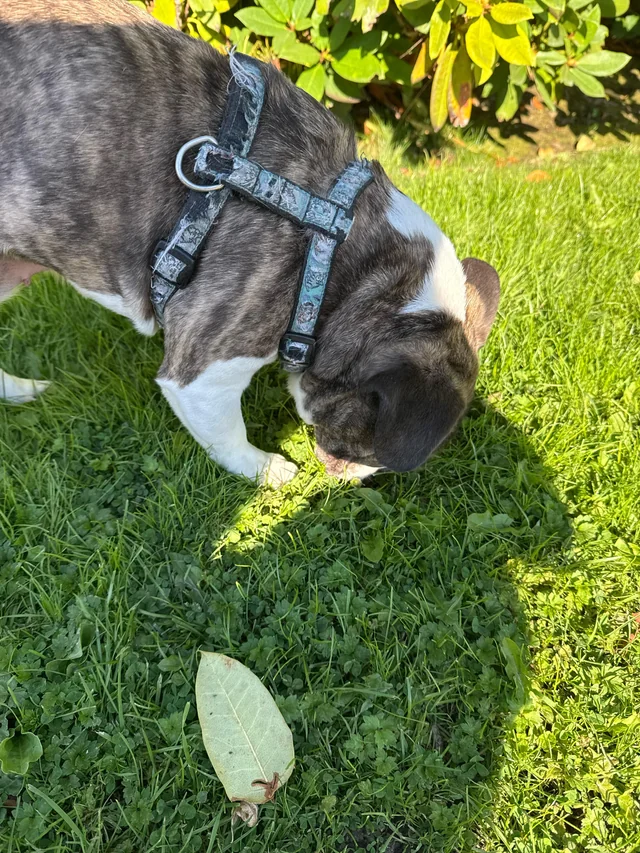 Found dog