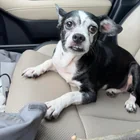 Found Dog in Little Rock