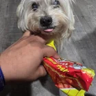 Lost Dog in Garner