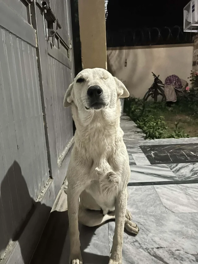 Lost Dog in Islamabad