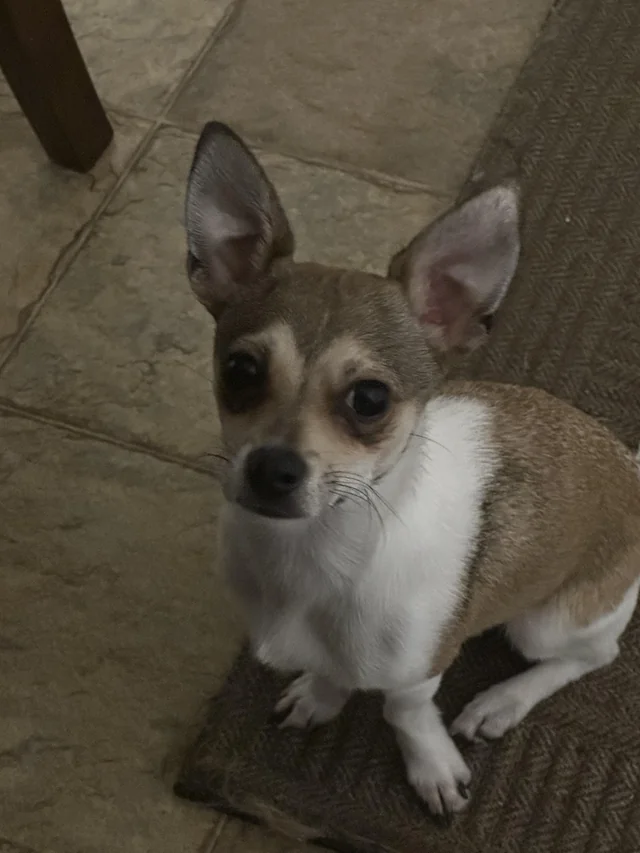 Lost Dog in Clemmons