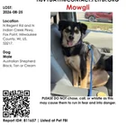 Lost dog