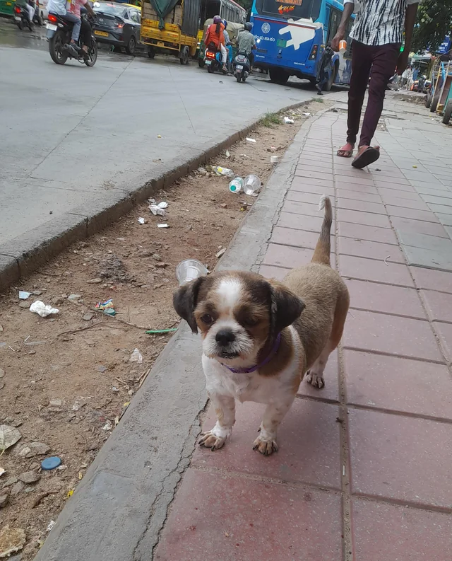 Found dog