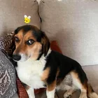Lost Dog in Calgary