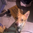 Found Dog in Bushwick